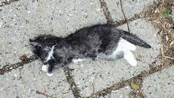 libfas: Animals rights group will no longer respond to extreme torture of animals in Danish migrant town “I’ve seen kittens being set on fire and used as footballs. […] I’ve seen cats with torn of limbs and eyes ripped out, says Anja, who says