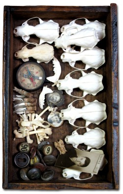 gothchicaccessories:  Cabinet of wonder …