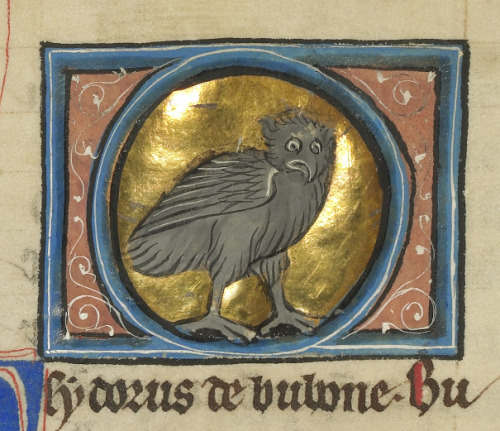 thegetty:Superb OwlsA round up of truly the most superb owls in our collection. Franco-Flemish OwlCr
