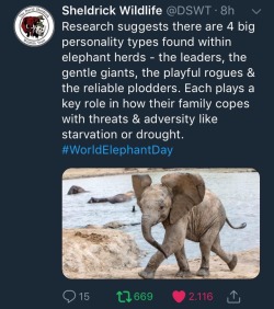 bronskibeet:  slavery:  sailorbrazil: incroyable… happy elephant day to all  