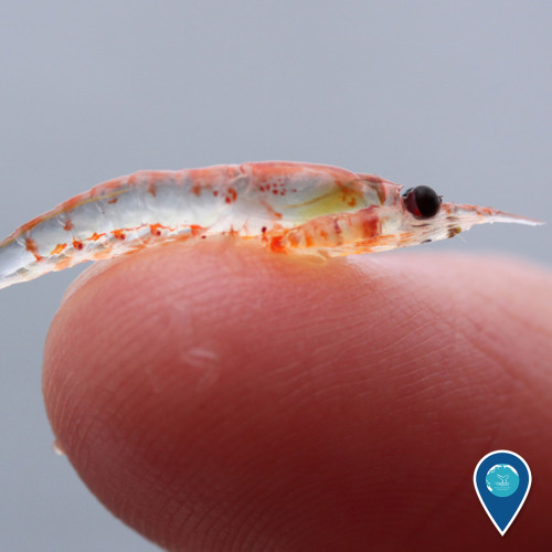 noaasanctuaries:

They may be tiny, but krill are mighty! Krill are small, shrimp-like crustaceans that are found throughout national marine sanctuaries, including in Cordell Bank National Marine Sanctuary. These little critters are an important food source for fish, seabirds, and whales alike: during feeding season, blue whales eat two to four TONS of krill each day!(Photo: Sophie Webb/NOAA) [Image description: A krill held on a person’s fingertip.] 