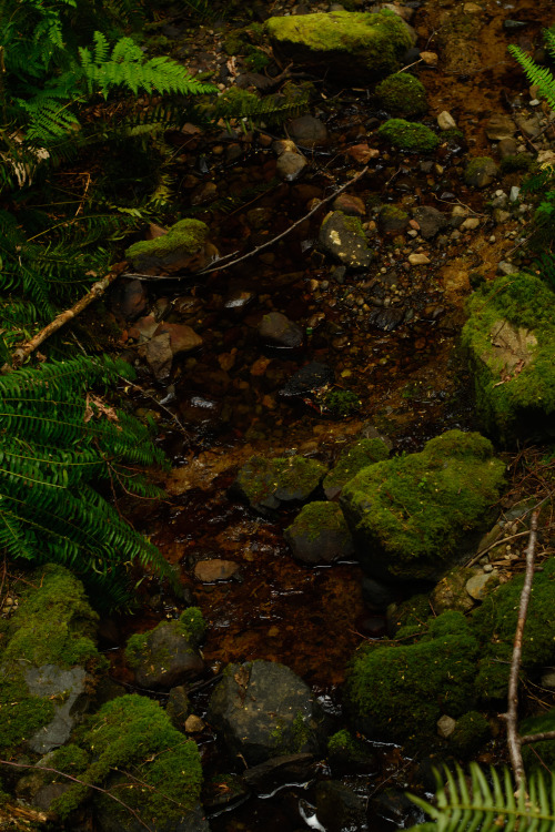 darkcoastphotography:Morrell Sanctuary, Vancouver Island, British Columbiatumblr | flickr | facebook