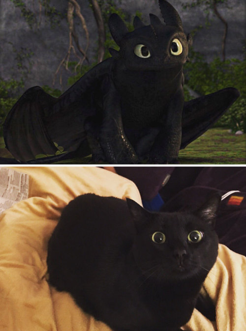 therealbucky05:pr1nceshawn:Cats or Toothless!?@jeni2727 @likingthistoomuch