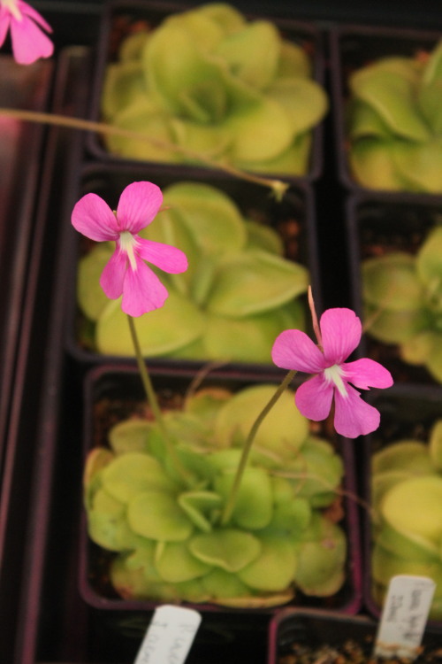 Pinguicula moranensis, a beautiful species of carnivorous plant native to Mexico. Amazingly, these p