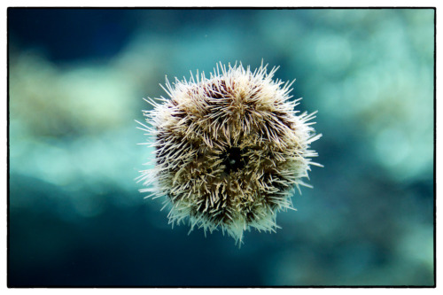 oceanographic:Sea Urchin (by solo creative | andy solo)