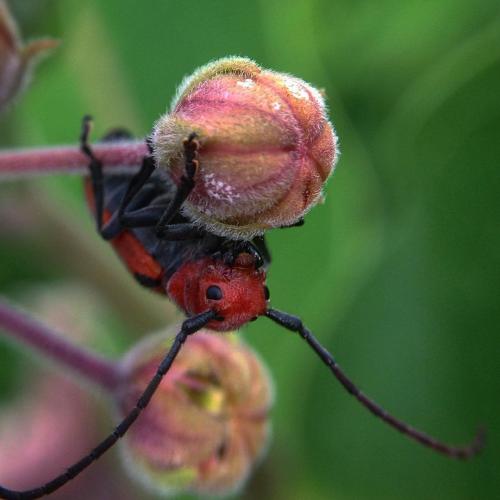 indefenseofplants: The milkweed borer beetle is a pretty interesting insect. Both its genus and spec