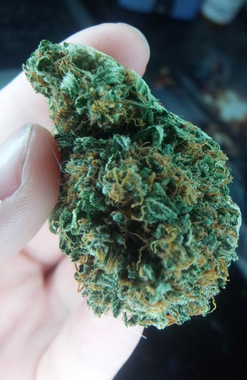 dinosaurbeards:  nugs :) 