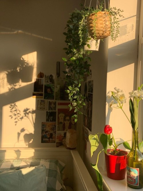 All I Need Is Sunlight And Plants🌞🌿✨.