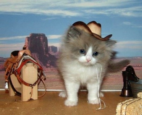 lord-kitschener - gorps - coolcatgroup - cobaltdays - if you firmly believe cowboy cats would say...