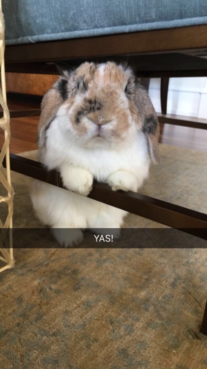 ivy-the-bunny: she’s a model