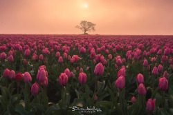 te5seract:  Red Dawn. & Tulips for Daisies. by