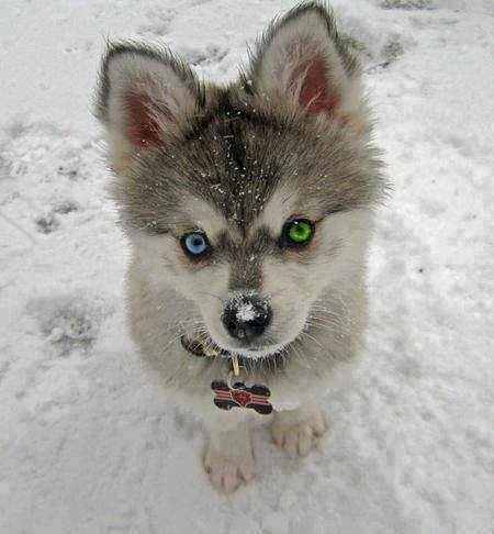 In his true element (Siberian Husky puppy with heterochromia iridis, eyes of different