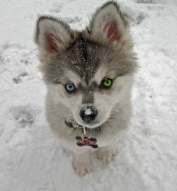 In His True Element (Siberian Husky Puppy With Heterochromia Iridis, Eyes Of Different