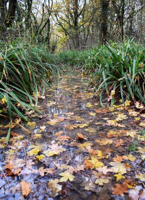 rherlotshadow: The path through the wood was flooded.