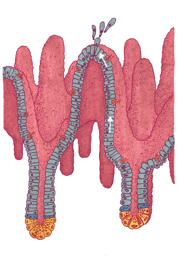 vmartineau:  Villus in the intestinal lining… Mmm… 