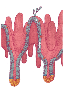 vmartineau:  Villus in the intestinal lining…