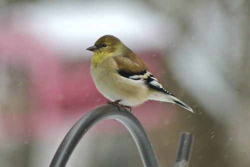 Birds feeding in the snow