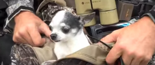 tangarang:  mexicanine:  omg i found this video on youtube called “elk hunting chihuahua” and the guy is like “make sure you have a good hunting dog” and just opens his backpack to reveal his lil chihuahua named coco and tells us how amazing