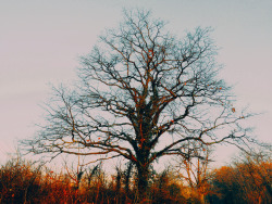me-lapislazuli:  Tree | by Merisoniom | http://ift.tt/1DV1dcL