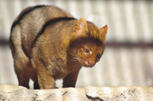 Jaguarundi&ldquo;Jaguarundi Puma yaguarondi are one of the strangest looking of the small cats, 