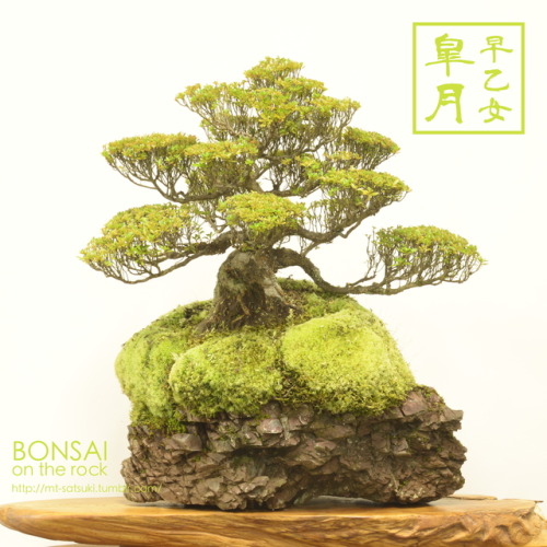 「早乙女」皐月の石付盆栽“SAOTOME” SATSUKI azalea bonsai on a rock2017.8.11 撮影bonsai on the rock| Creema | BASE |