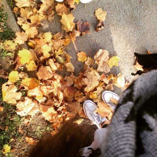 autmn leaves🍃🍂🍁