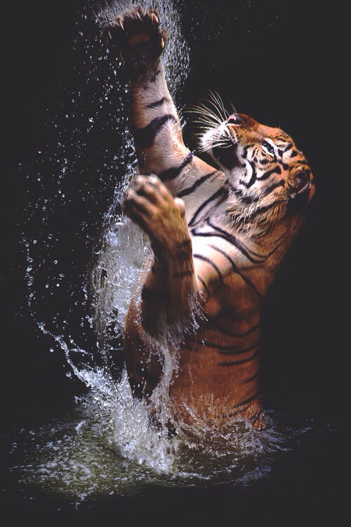 everythingtigers:  shutter-hug:  tiger | via Tumblr on We Heart It - http://weheartit.com/entry/157135588  follow for more tigers 🐯