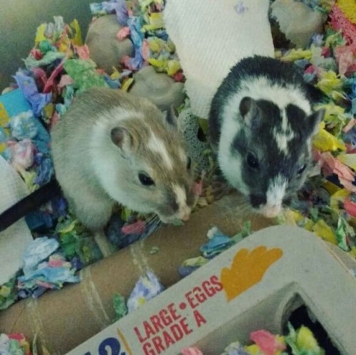 nauticalamity:today is sadie and sybil’s third birthday! i am so proud of my good good girls