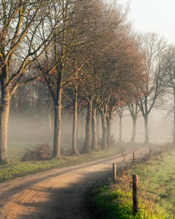 ingmvr: Road into the fog 🌲  ingmvr_  