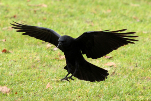 twistbeat:So, these are the kind of shots I usually try to go for when taking pictures of the crows flying. As you can see they’re typically at a good angle but slightly out of focus. It’s unfortunate, but they make excellent reference shots if you’re