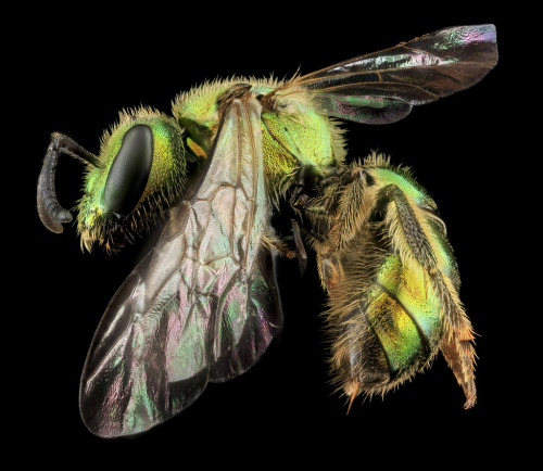 devidsketchbook: REMARKABLE MACRO PHOTOS OF INSECT SAM DROEGE | USGS Bee Inventory and Monitoring Sa