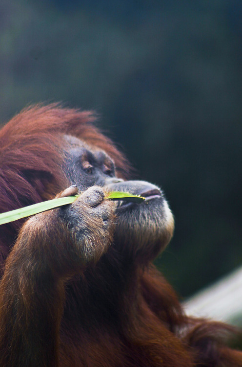 h4ilstorm: orangutan contemplating life while savoring a bit of leafy goodness (by alan shapiro pho