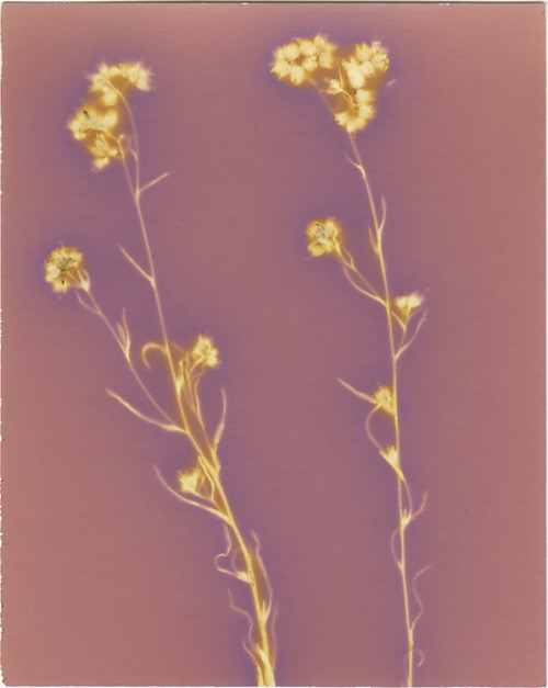 ernestoesquer:Spring lumen prints. Fiber based photographic...