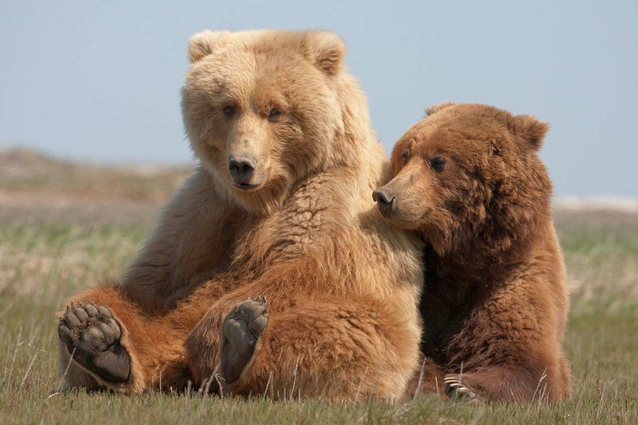 creatures-alive:  Teddy Bears by Melanie M  Fluffy bears