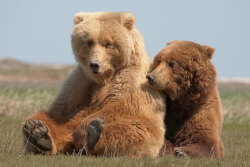 Creatures-Alive:  Teddy Bears By Melanie M  Fluffy Bears