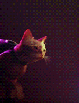 d927085fd198318622a6bd6ea64e9dfc674afdfe.gifv