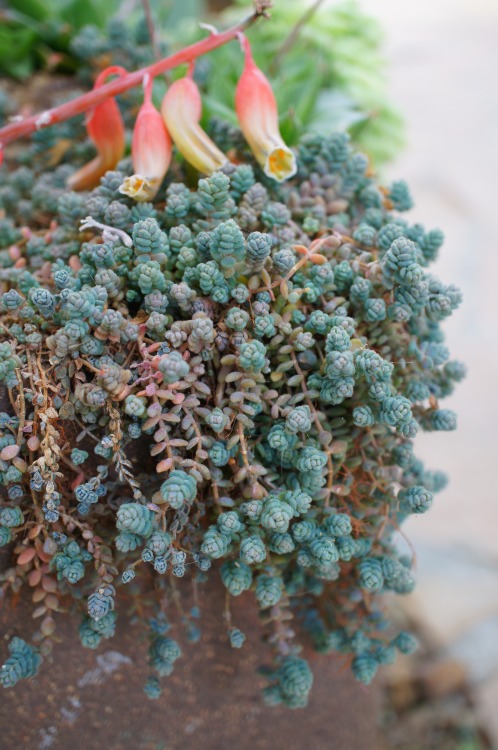 flora-file: Sedum dasyphyllum (by flora-file)