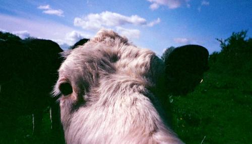 Love APS film, Love cows.