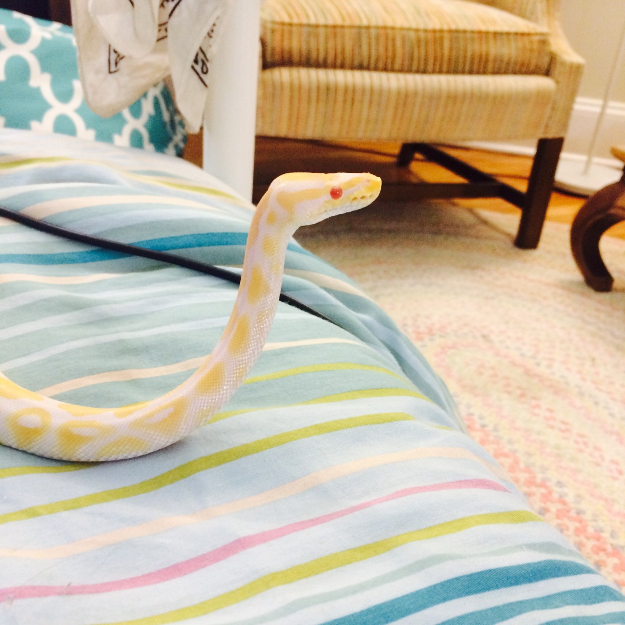 kinasty:  Um look at my perfect daughter and her intense periscoping skills?? 