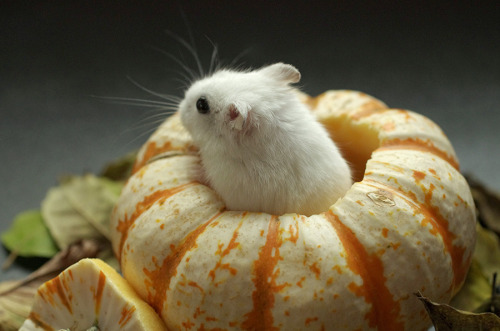 kittendrumstick - Milkshake needed her own set of pumpkin...