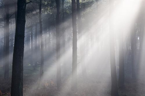 Forest light by Keartona on Flickr.