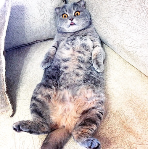 catsbeaversandducks:Her Name Is Melissa  Melissa has seen things. Terrible things. Photos by ©Meliss