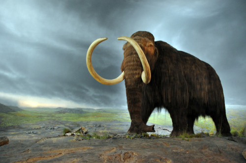 “Church’s woolly mammoth research is just one of several de-extinction projects—there are about ten 