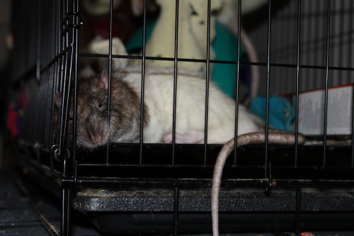 pandandelion:sleepy bean child!Bifur 2.21.2015