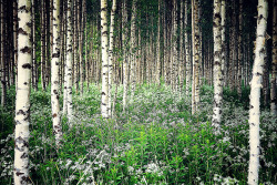 alcyere:  Birches by Nuuttipukki on Flickr. 