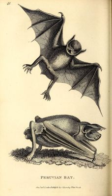 nemfrog:  Peruvian Bat. General zoology,