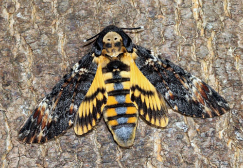 Moth Of The Week