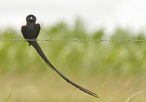 WIDOWBIRD(Euplectes)Beadle, D. 2011. “Long-tailed Widowbird - Wakkerstroom, South Africa“The widowbi