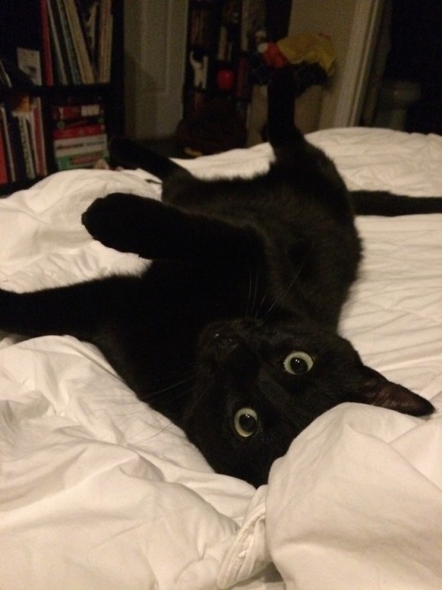 beccawhoelse: Frankenstein in various states of cat.