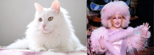 Jelicle Cats As Real Cats! Exstraes
